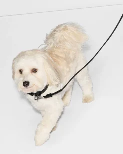 Small MZW Dog Collar|MZ Wallace Online
